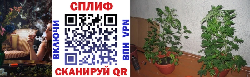 Шишки марихуана SATIVA & INDICA  Старый Оскол 